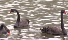 黑天鹅行迹爆料视频,视频爆料揭示不为人知的生态奇观