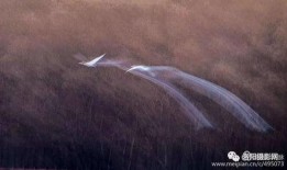 黑天鹅行迹爆料视频,视频爆料揭示不为人知的生态奇观