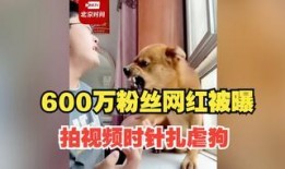 网友爆料狗狗被扎了视频,现场视频令人揪心