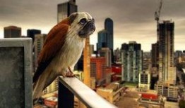 八哥最新爆料新闻,揭秘娱乐圈最新劲爆新闻