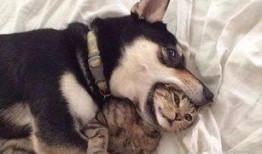 二狗爆料视频下载免费,免费下载背后的真相与内幕