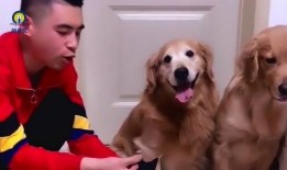 网友爆料狗狗视频,萌化你的心！