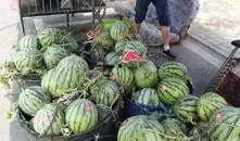 武都城网红吃瓜事件,揭秘网络舆论的风云变幻