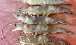 南美大虾爆料视频播放,揭秘视频播放背后的惊人真相