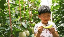 富贵吃瓜娱乐,娱乐圈幕后风云大揭秘