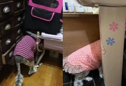 大狗最新爆料新闻视频播放