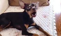 网友爆料狗狗视频,萌化你的心！