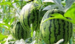 免费吃瓜ap,畅享海量资讯，轻松解锁娱乐盛宴