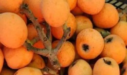 豆豆水果爆料视频大全