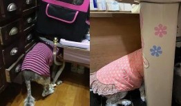 大狗最新爆料图片高清视频,高清图片与视频揭秘神秘内容