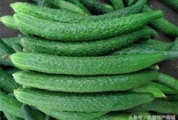 黄瓜农药爆料方法视频