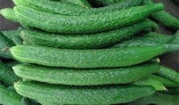 黄瓜农药爆料方法视频