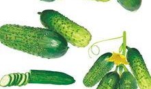 黄瓜农药爆料方法视频