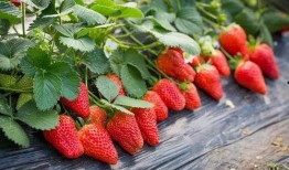 草莓农药爆料视频播放网站,揭秘热门爆料视频播放网站背后的秘密
