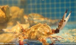 海鲜爆料海鲜视频大全,视频大全带你领略海洋美味风采