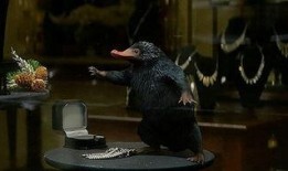 六月神奇动物爆料视频,视频爆料带你领略神秘生物风采