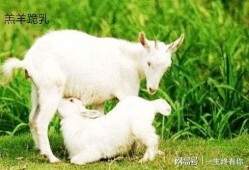 网红小羊吃瓜视频大全,趣味横生的娱乐圈幕后揭秘