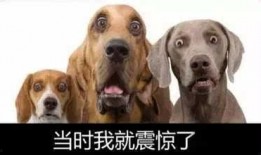 网友爆料狗狗被扎了视频,现场视频令人揪心