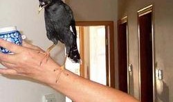 八哥最新爆料新闻,揭秘娱乐圈最新劲爆新闻