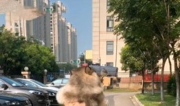 大狗最新爆料图片高清视频,高清图片与视频揭秘神秘内容