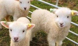 网红小羊吃瓜视频大全集,趣味视频大全集精彩回顾